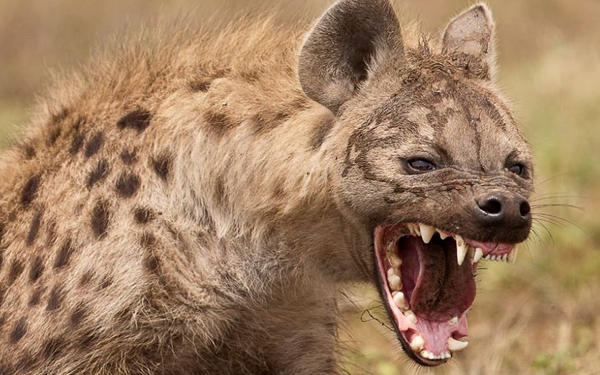 A mais terrível das hienas