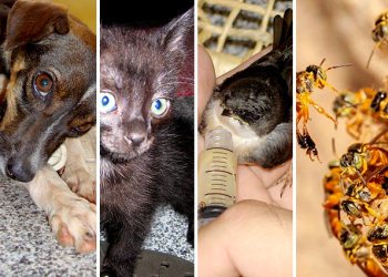 Bem-estar animal não é artigo de luxo