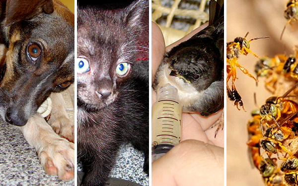 Bem-estar animal não é artigo de luxo