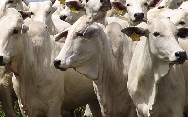Por que um fiel bolsonarista precisa ser contra a vacina?